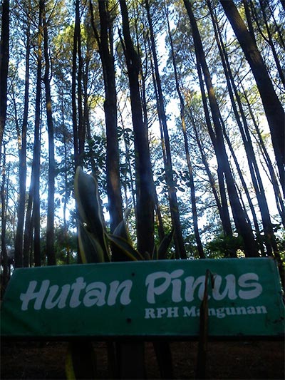 Papan nama di antara deretan pohon pinus. (Foto: Hadyan Rasyad)